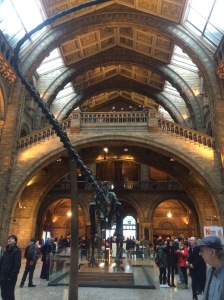 The great hall in the Natural History museum. 